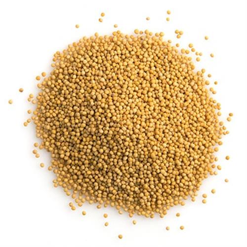 Mustard Seed Yellow 100g